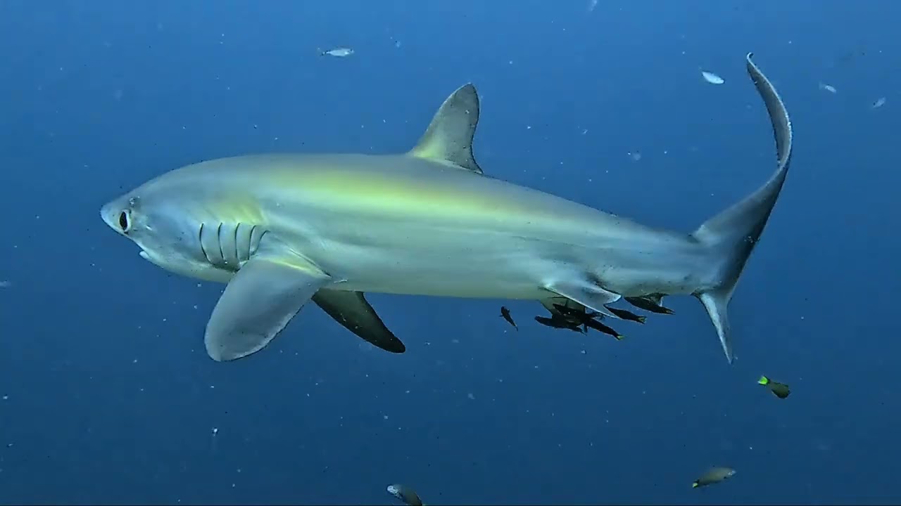 Ultimate Malapascua Thresher Shark Dive Guide 2024: Experience the Best Diving Adventure!
