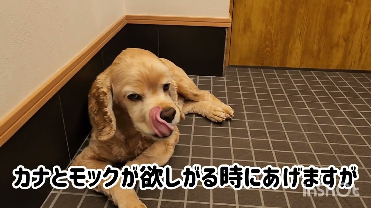 ペーターの胃腸炎