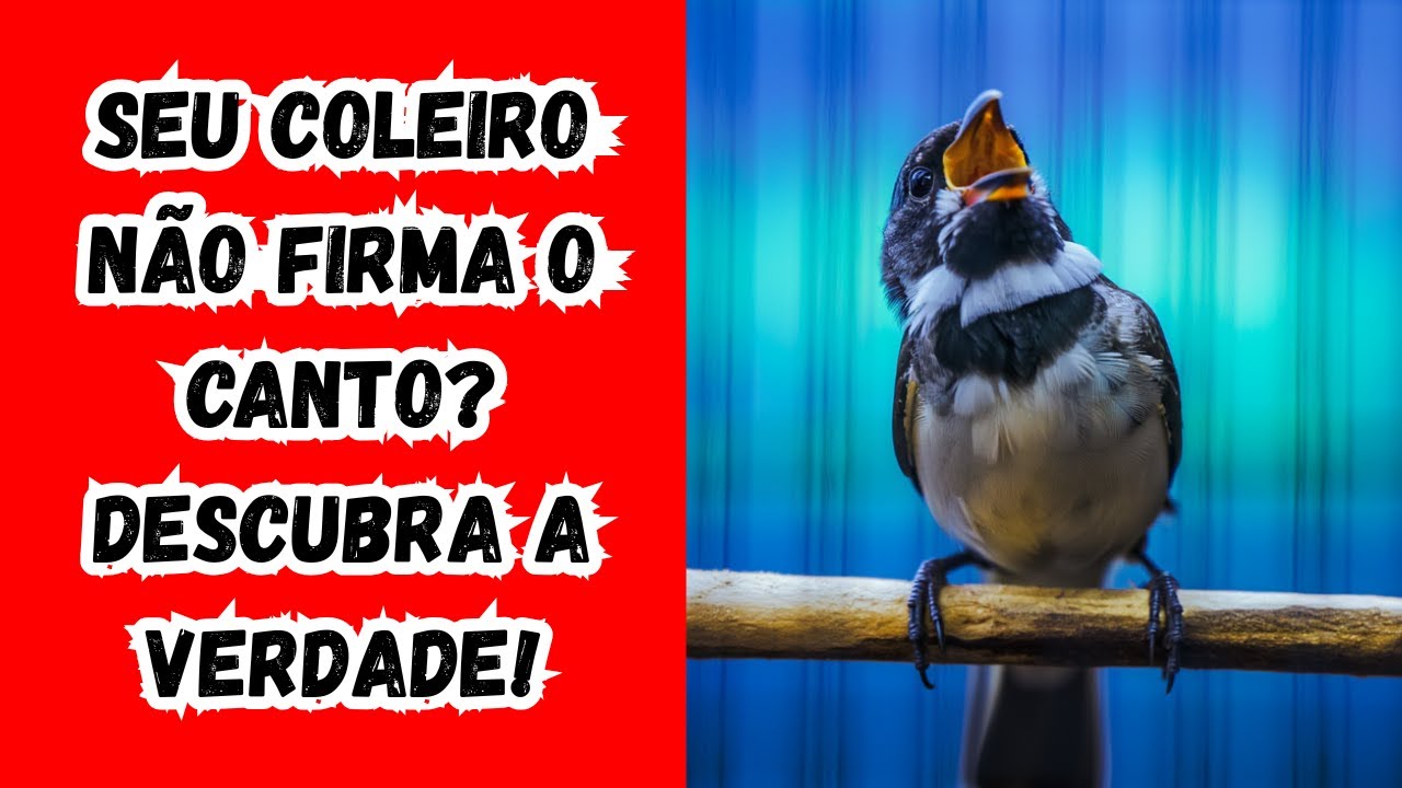 Quanto Tempo um Coleiro Demora Para Firmar o Canto? (A Verdade Realista)
