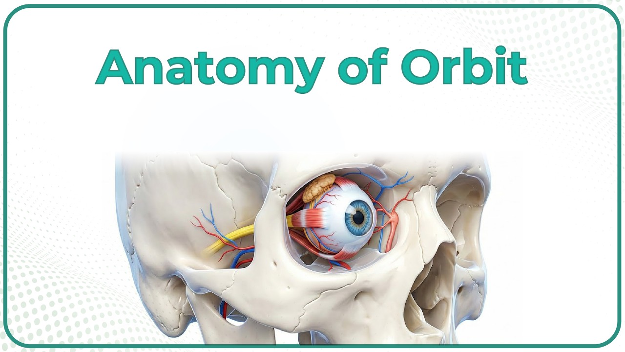 Anatomy of Orbit Animation: Borders, Relations and Contents: MBBS 1st year
