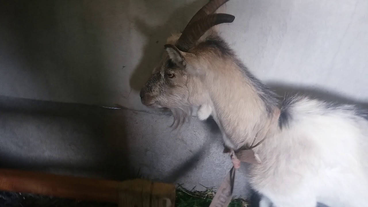 (51) odc Karmienie zwierząt oraz małe zmiany😀😊
