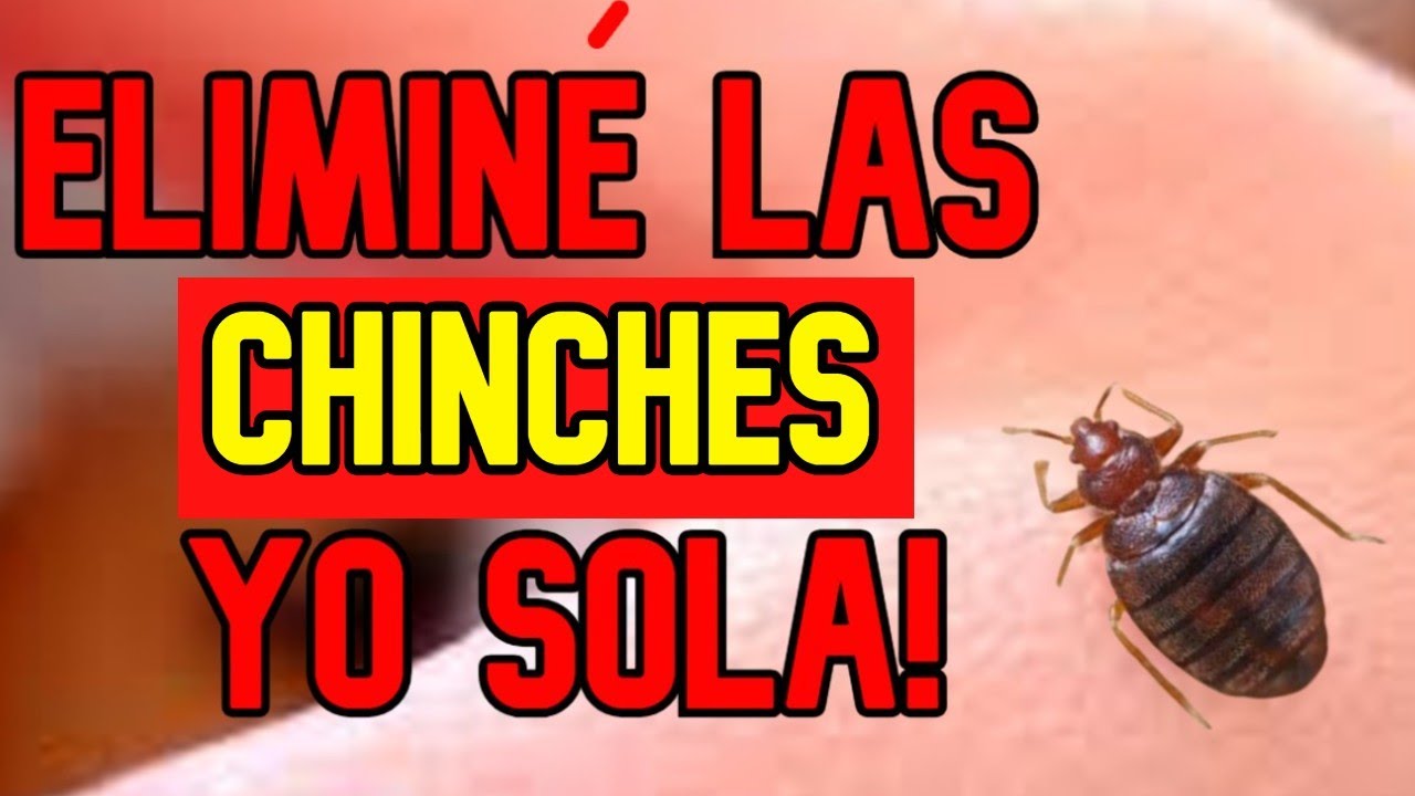 Como ELIMINAR CHINCHES de CAMA rapidamente... y que no vuelvan!