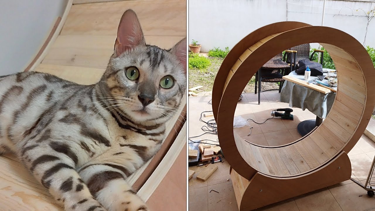 Création d’une roue pour chat