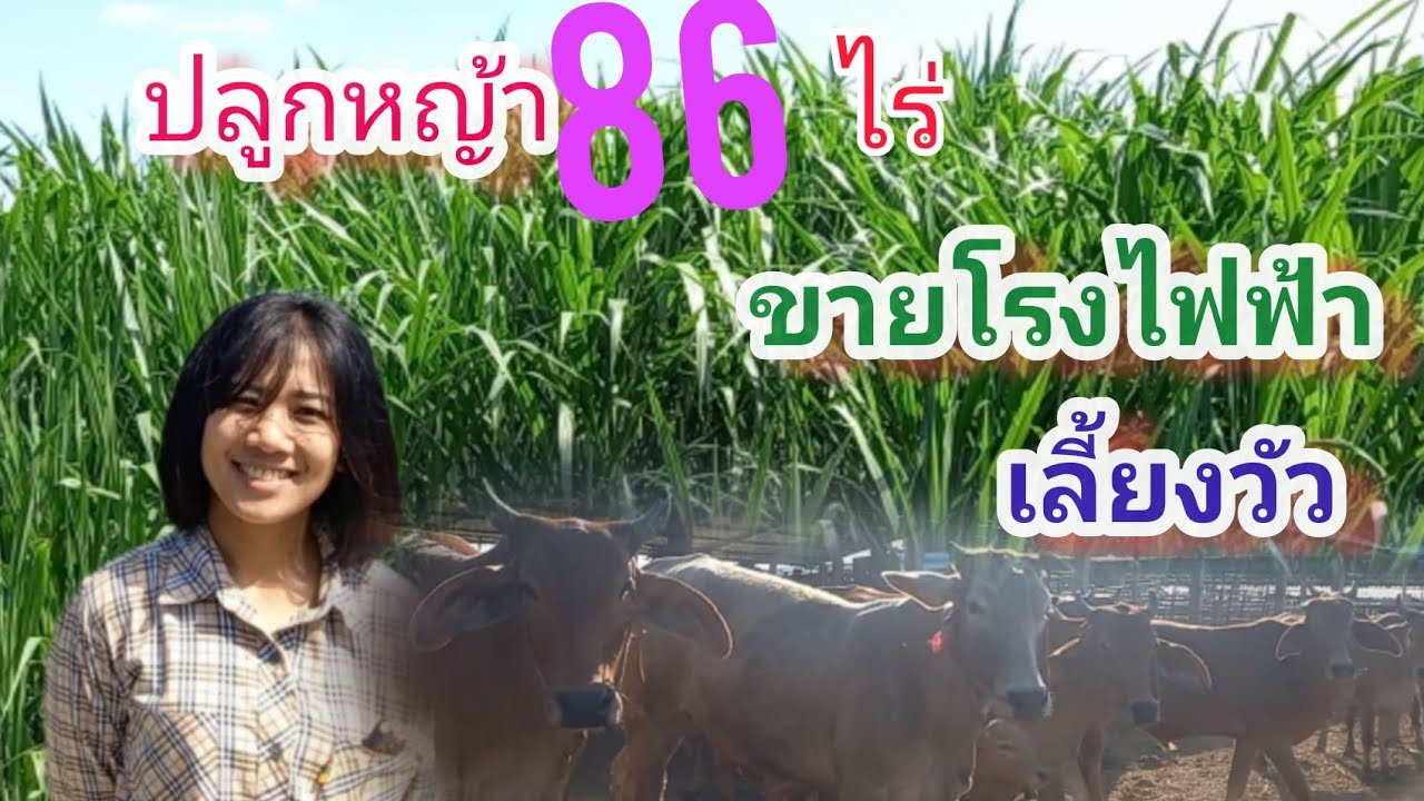 ปลูกหญ้าขาย8️⃣6️⃣ไร่🌾🌾รายได้หลักแสน/เดือน เลี้ยงวัว✔ส่งโรงไฟฟ้า✔ผู้สาวเลี้ยงวัว👩ส.เจริญก้าวหน้าฟาร์ม