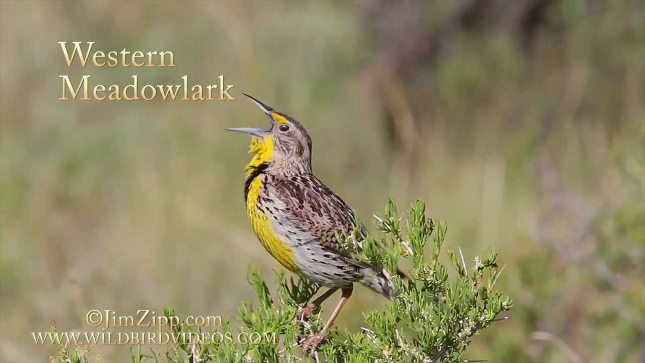 Western Meadowlark
