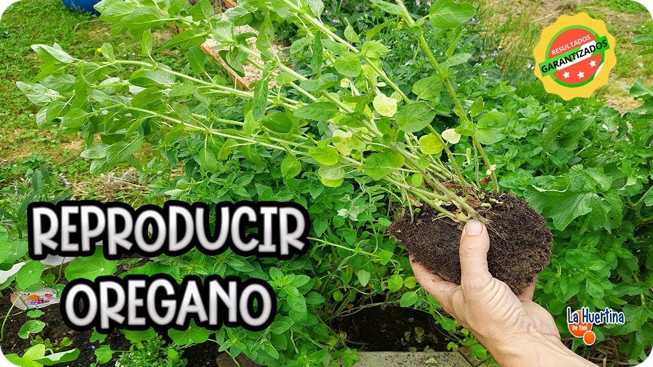 Plantas INFINITAS de ORÉGANO - Como REPRODUCIR ORÉGANO Por División De Mata || La Huertina De Toni