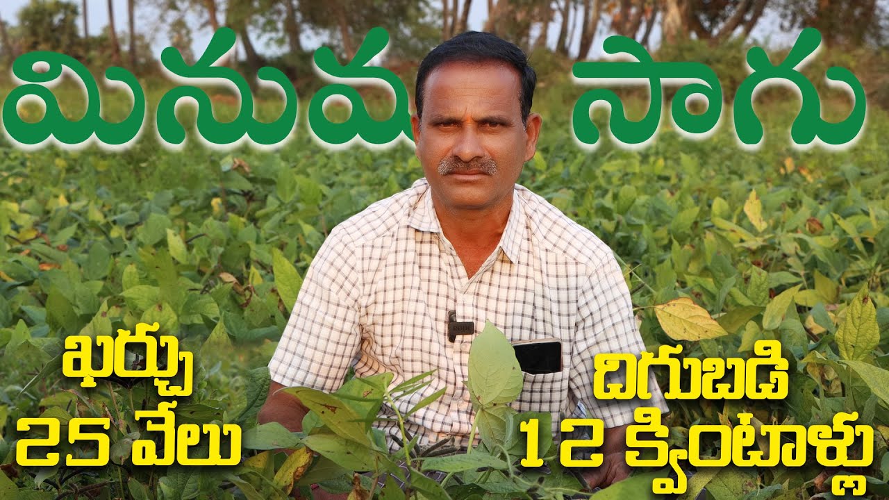 మినుము సాగు || ఖర్చు 25 వేలు   దిగుబడి 12 క్వింటాళ్లు || BlackGram Cultivation || 9290794677