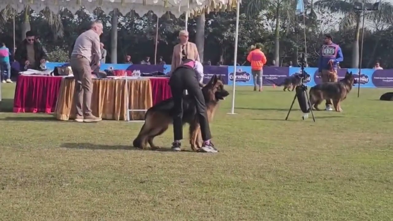 Patiala dog show 2026 Kci 