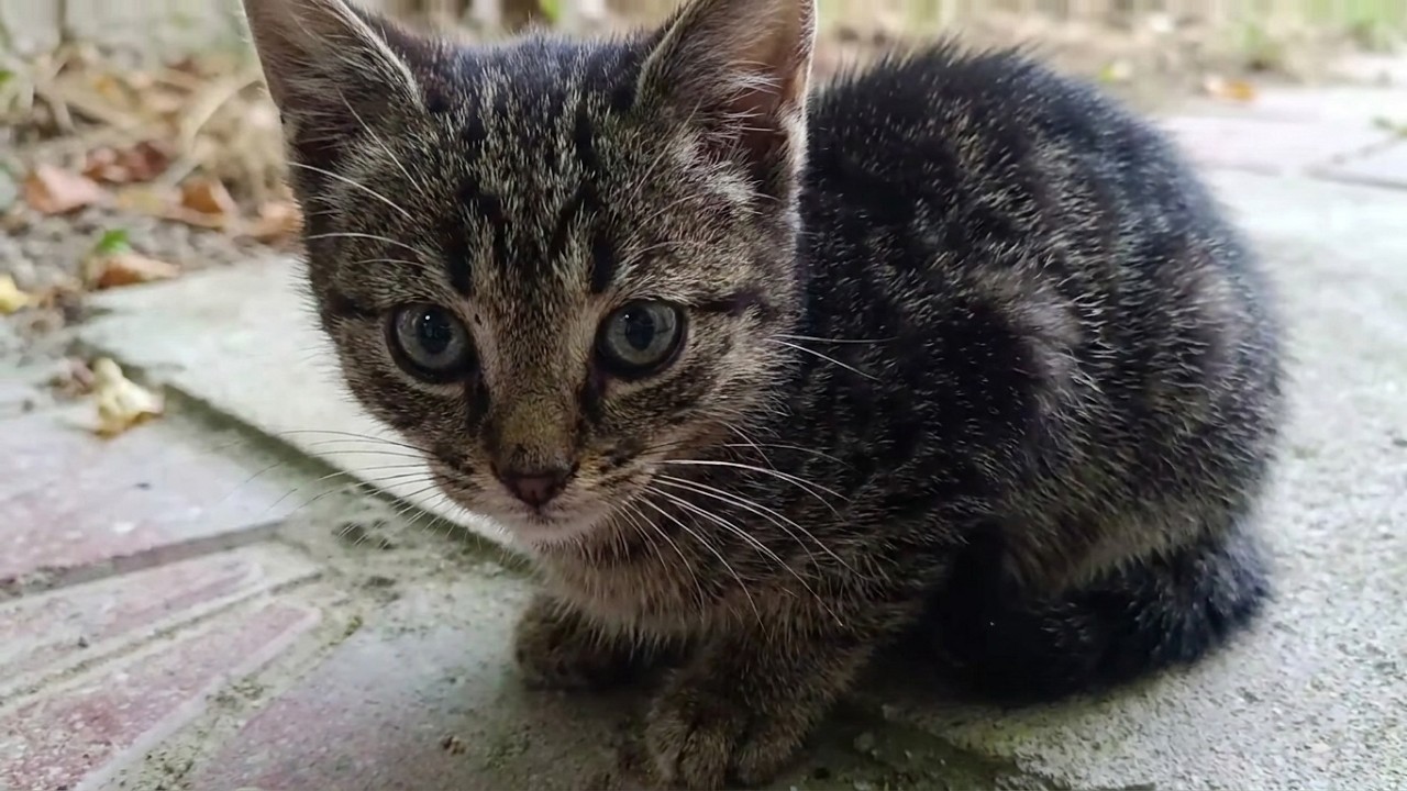 New the best cat videos that are interesting and much loved, kittens videos😻