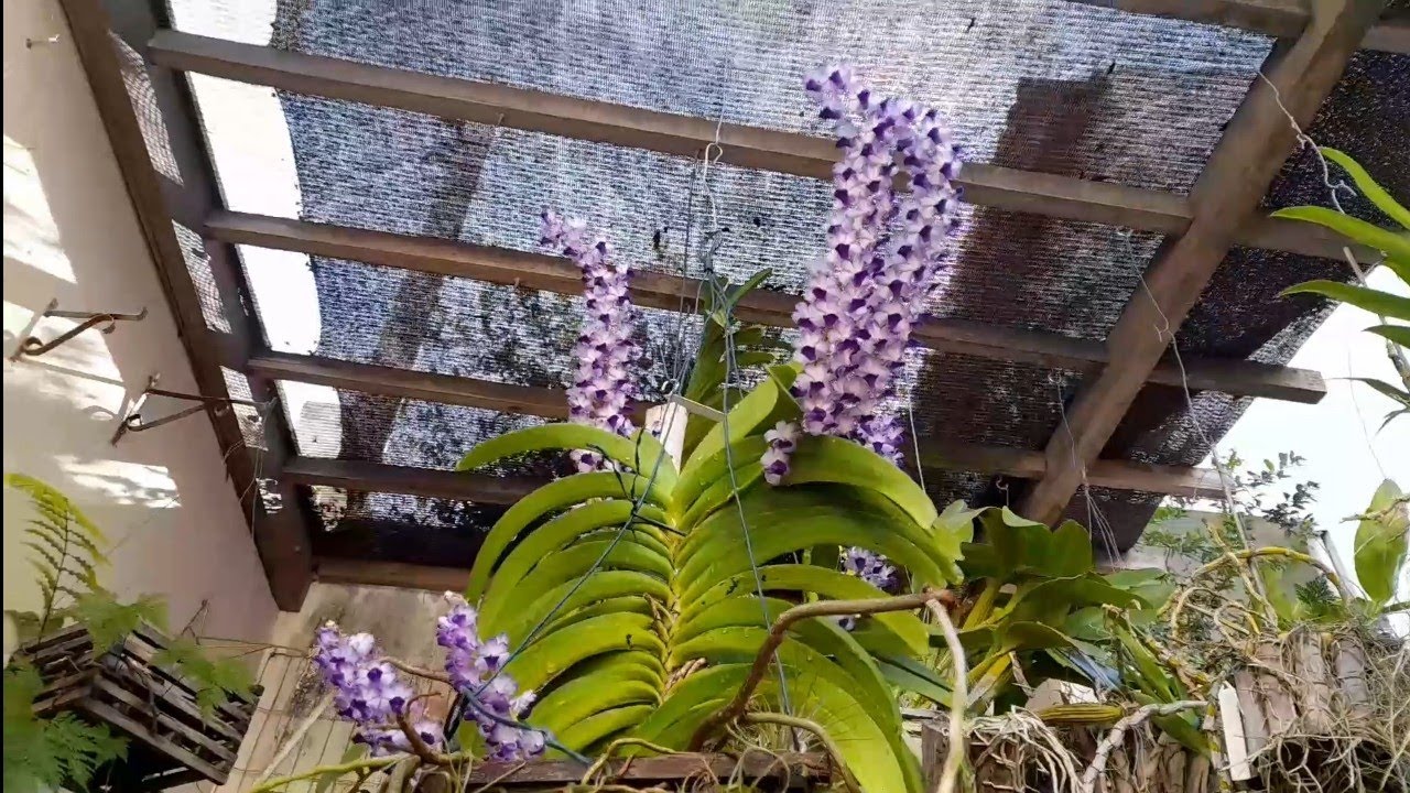 Cultivo da orquídea Vanda em cachipo de madeira e sfagno/#Cultivo #cachipo #sfagno #adubo 