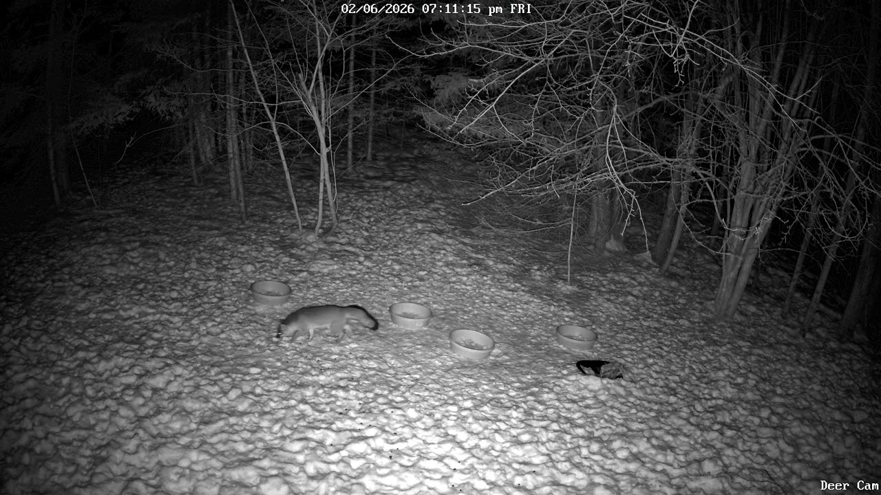 Red Fox 2-6-2026 7:10 PM