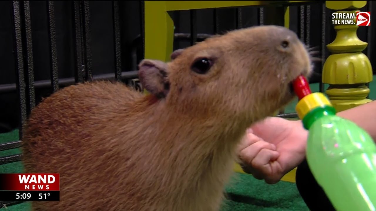 Dawson woman opens new zoo where anyone can meet exotic animals
