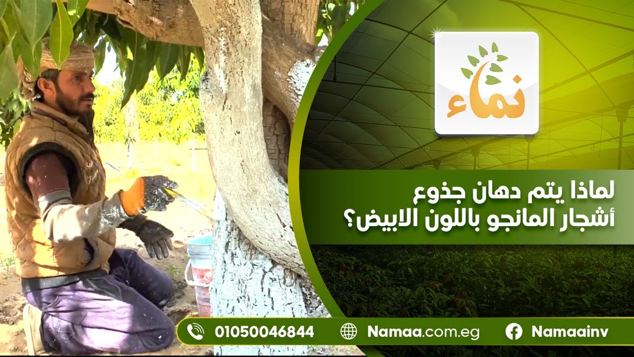 لماذا يتم دهان جذوع أشجار المانجو باللون الابيض؟ وماهى مكونات عجينة البوردو؟