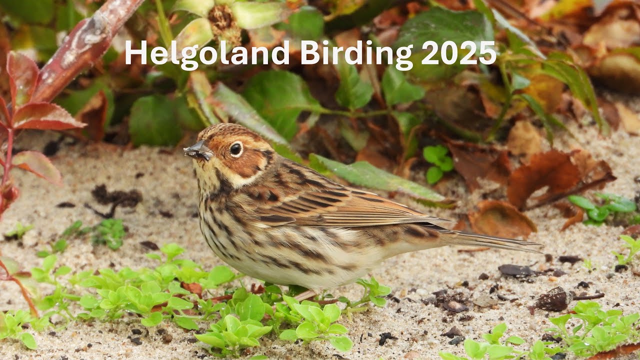 Helgoland Birding 2025 - Fünf Tage im Vogel Eldorado