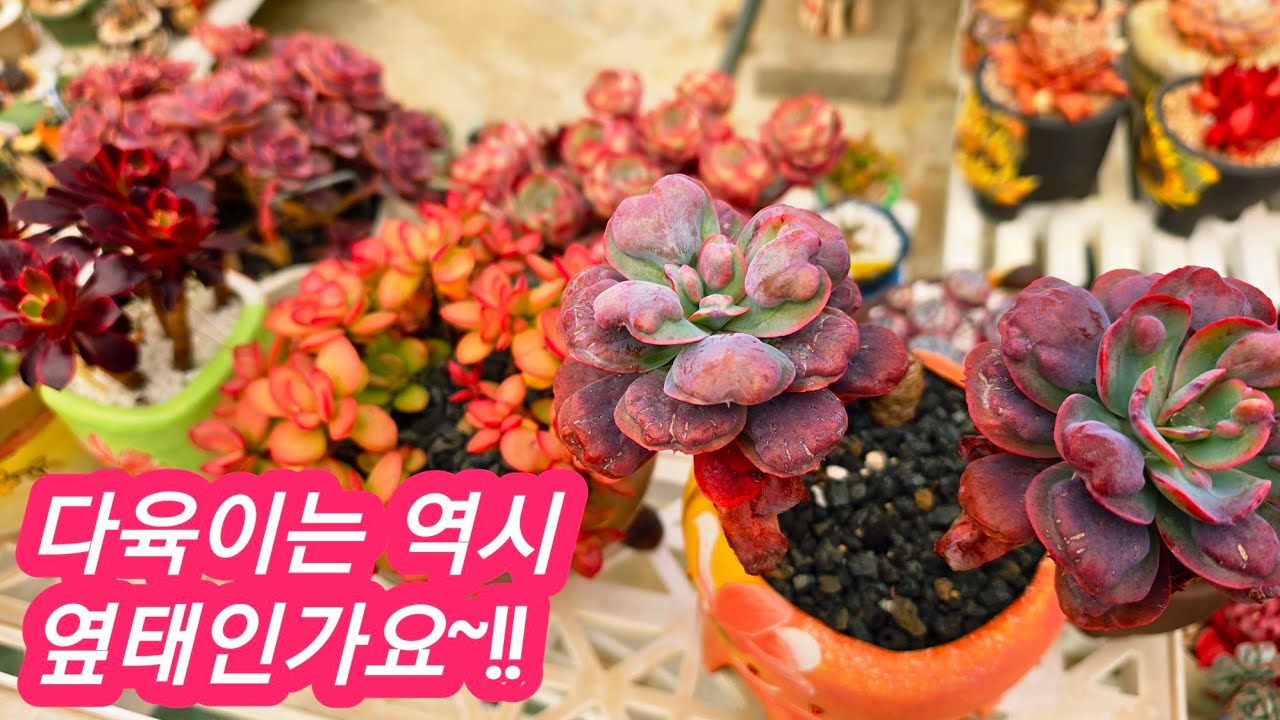 #미미네옥상다육소식🩷역시 다육이는 옆태 추우니까 확실히 이뻐지네용#옥상노지다육🩷26.3.15/korean succulents plants 🪴 
