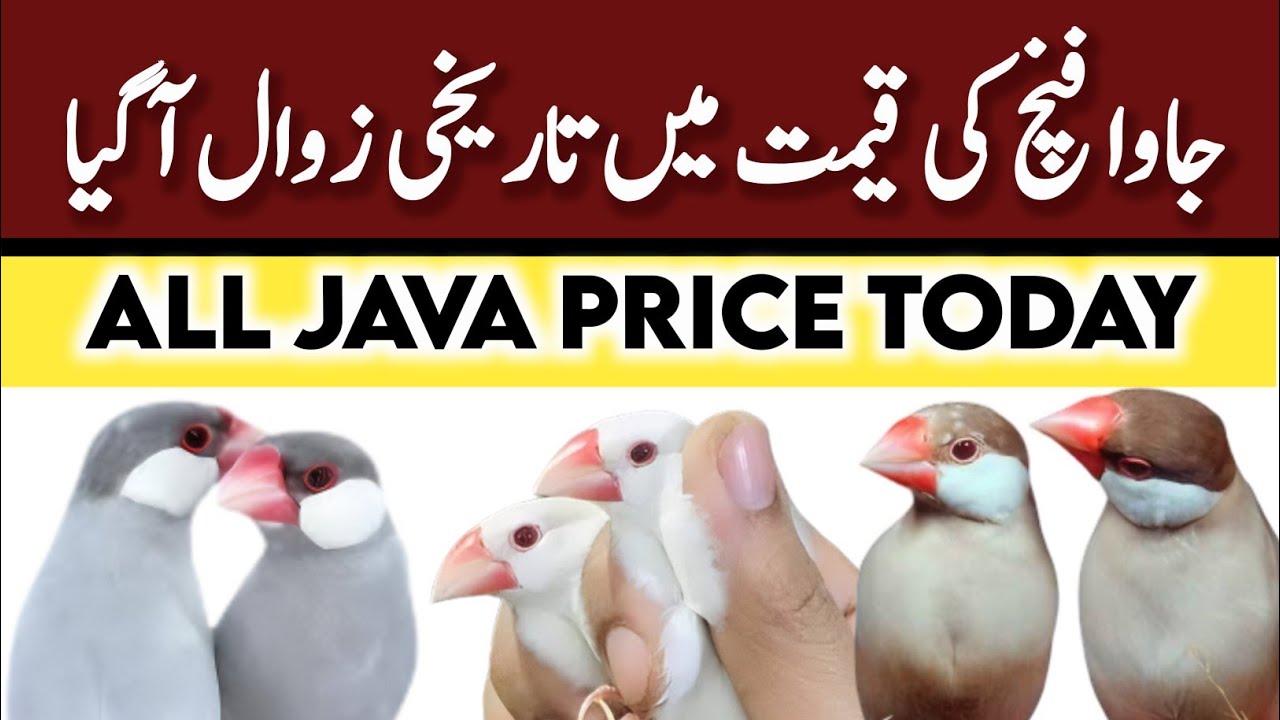All java Sparrow rate List | java finch price in pakistan | Silver white fawn grey albino Java price