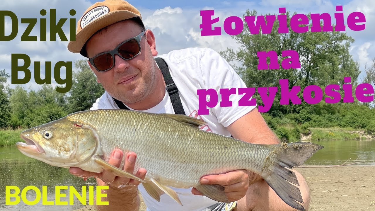Bolenie z dzikiego odcinka rzeki Bug | Łowienie na przykosie