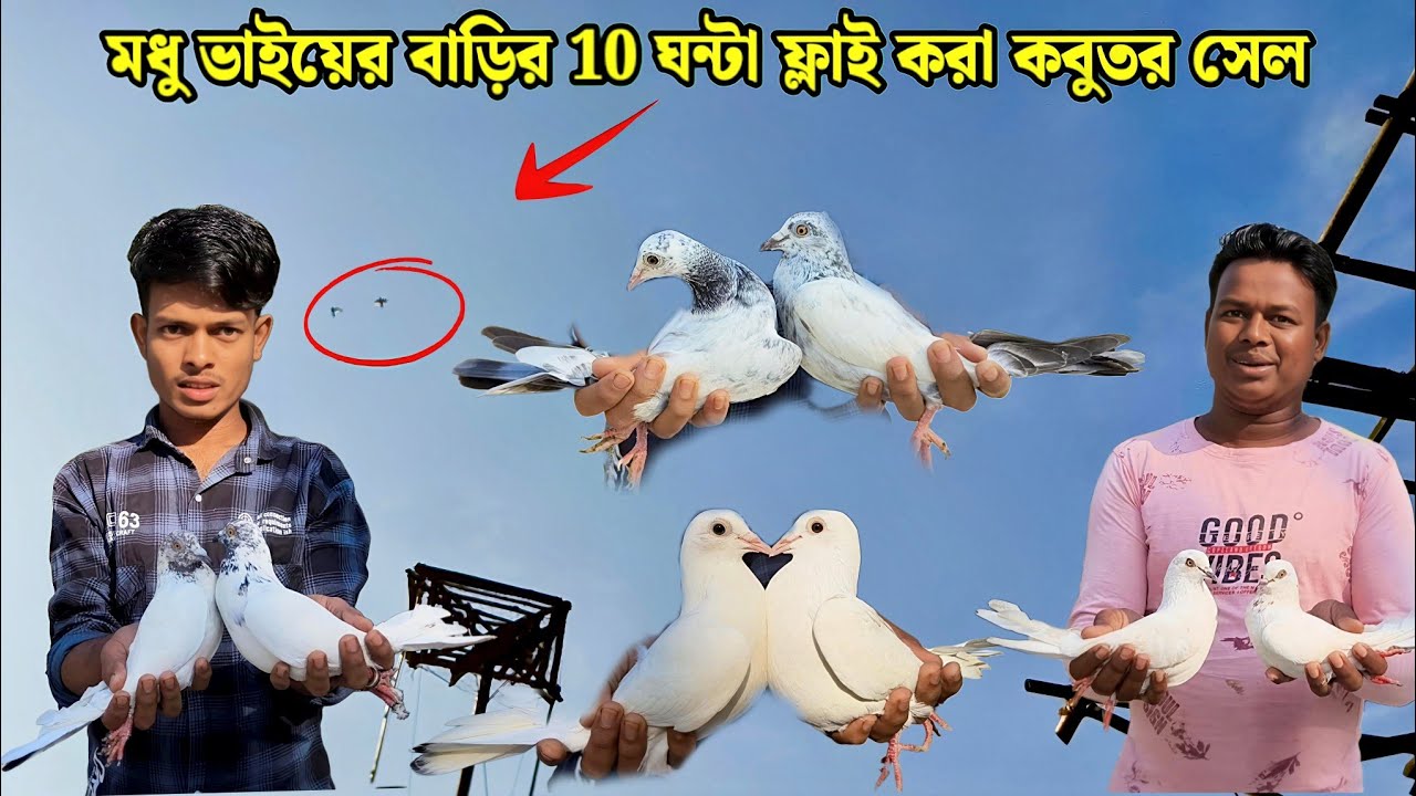 মধু ভাইয়ের বাড়ির 10 ঘন্টা ফ্লাই করা কবুতর সেল | PIGEON LOFT OF MODU FROM TALDI