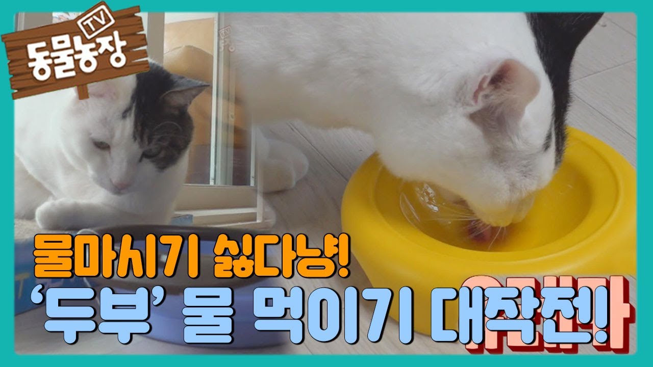 물 마시기 싫어하는 &lsquo;두부&rsquo; 물 먹이기 大작전! I TV동물농장 (Animal Farm) | SBS Story