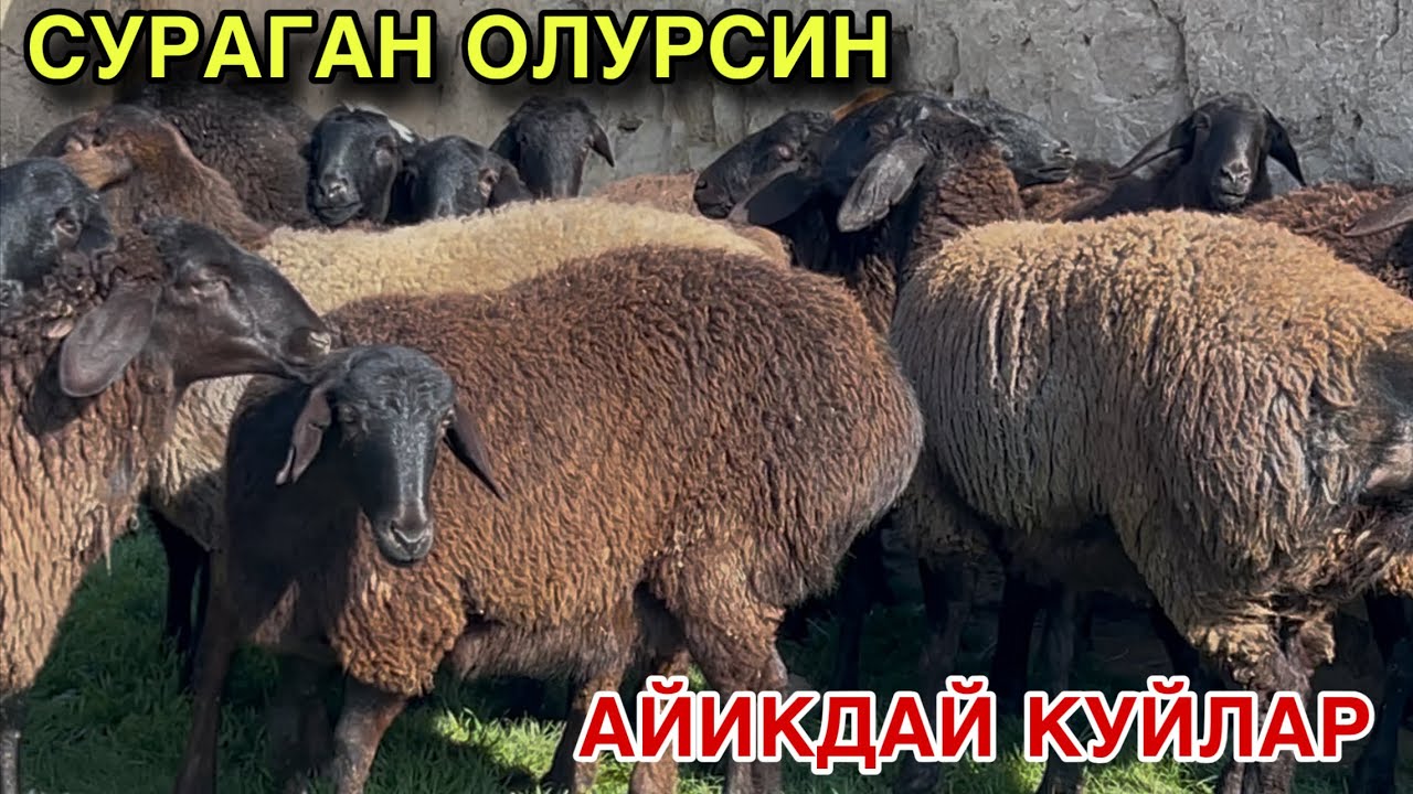 ГИГАНТ КУЙЛАР КЕЛДИ! ☎️+998 77 320 0909  ☎️+998 93 073 7273
