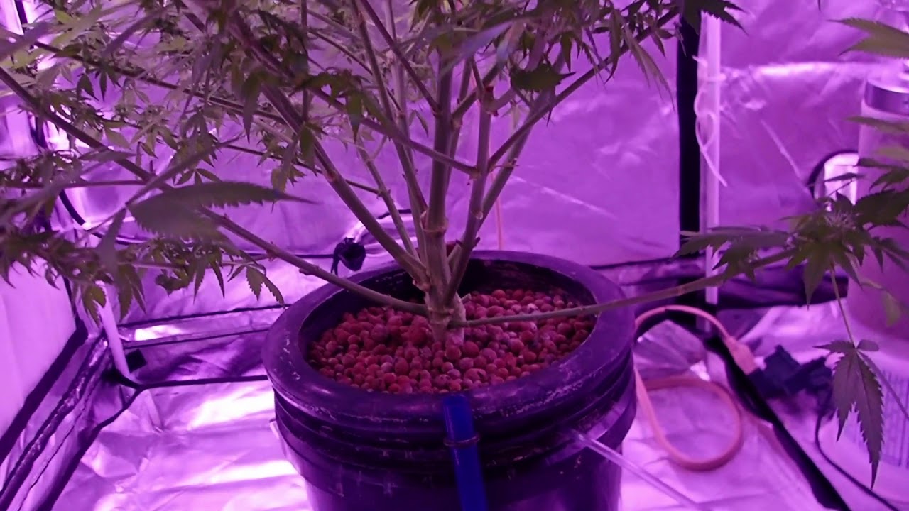Lemon Zkittle G9 Update