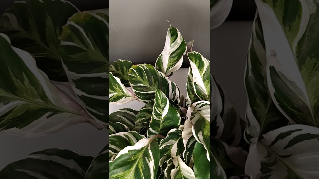 Entretien White fusion 🥰