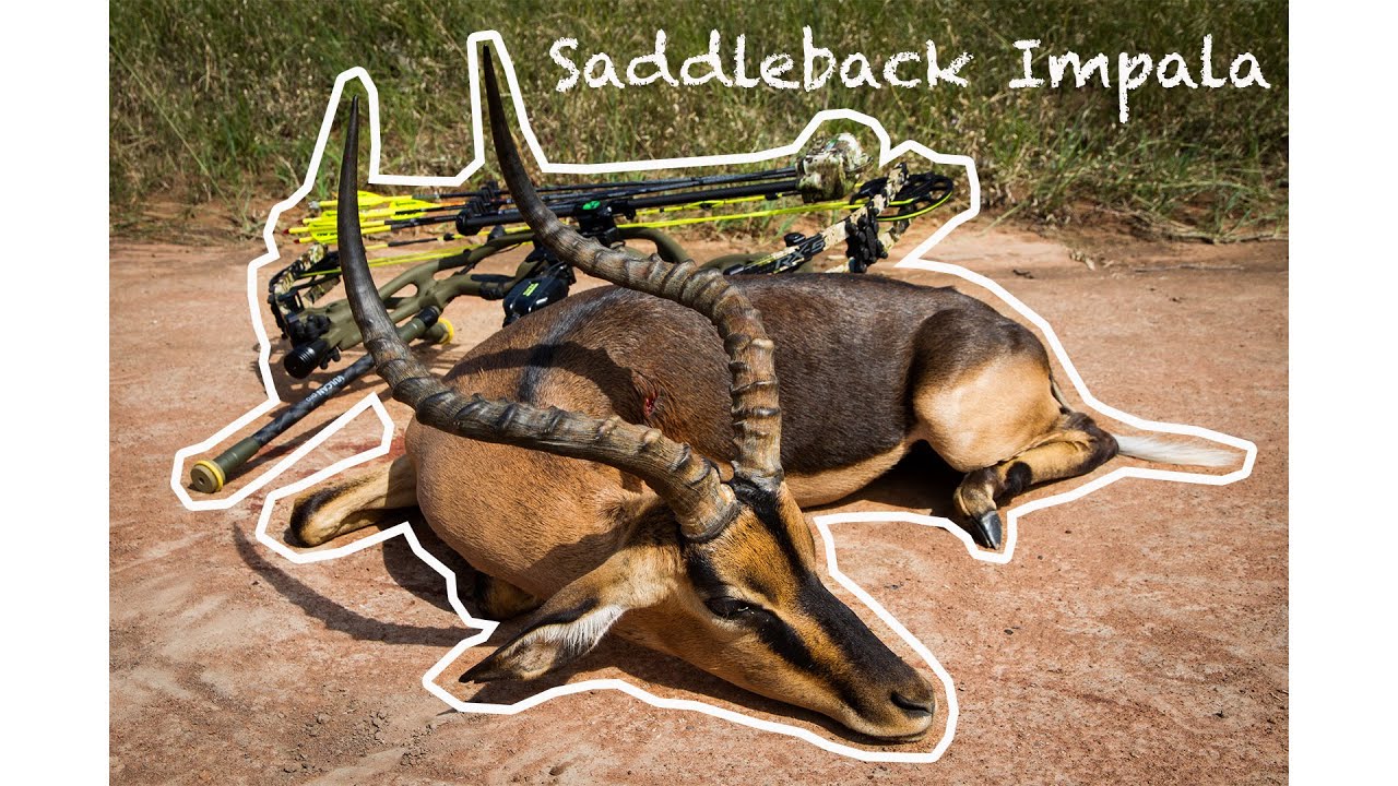 Saddleback Impala Bowhunt w/ Hoyt RX5 Ultra
