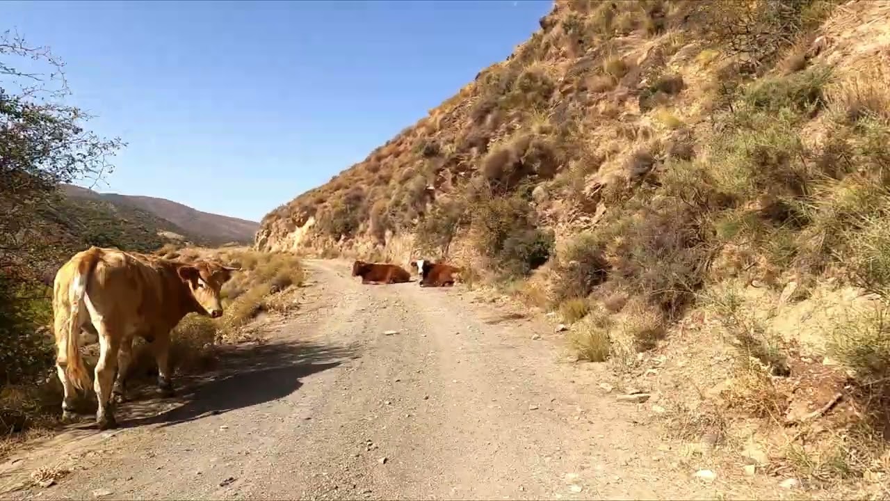 2025.  RESUMEN  CICLISTA