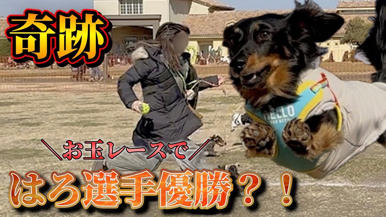 【奇跡】暴れん坊ダックスが本気出したら奇跡が起きた