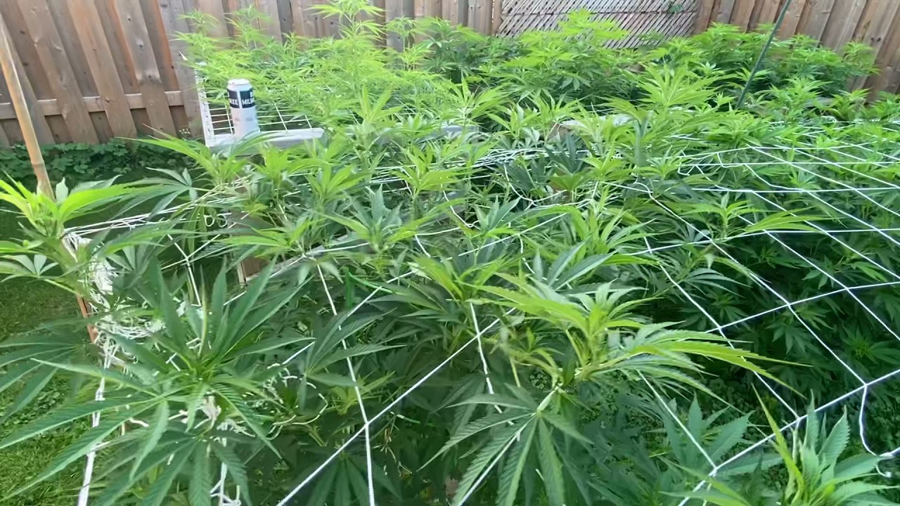 How To:  OutDoor Weed Plant Scrog Setup 2021