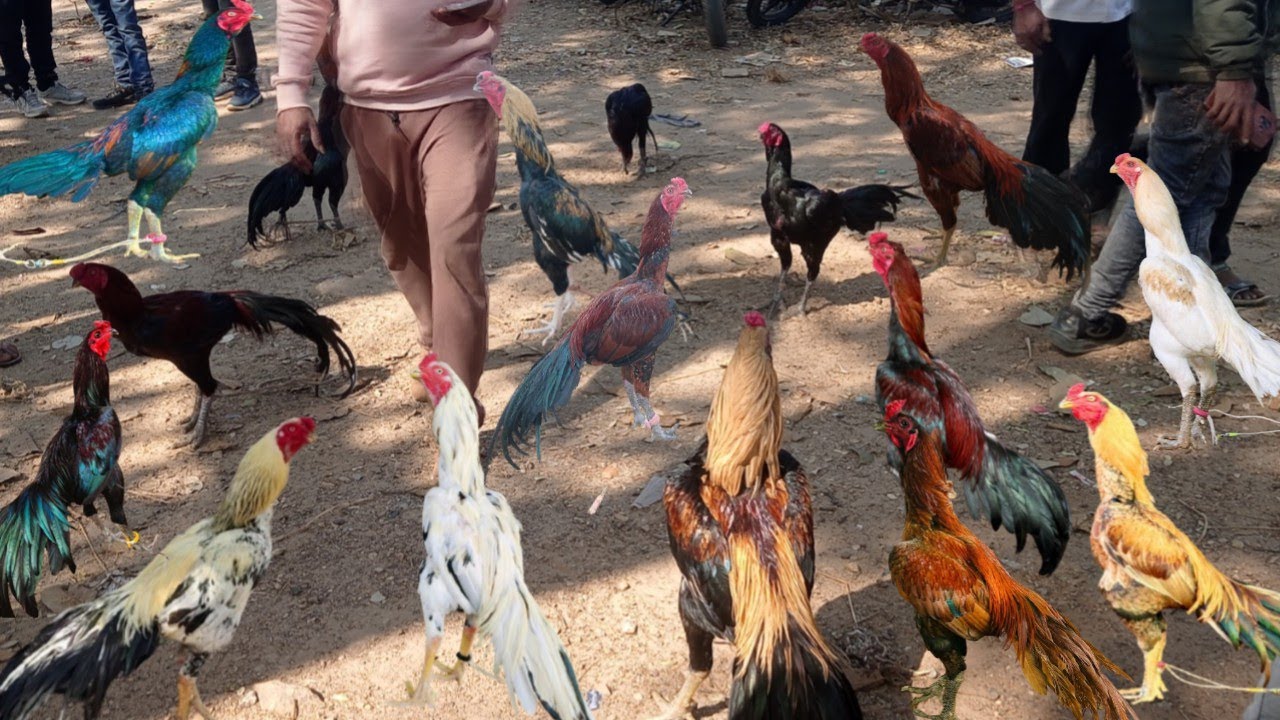 Kukru market market || aseel rooster market kukru || top quality aseel murga market kukru ||