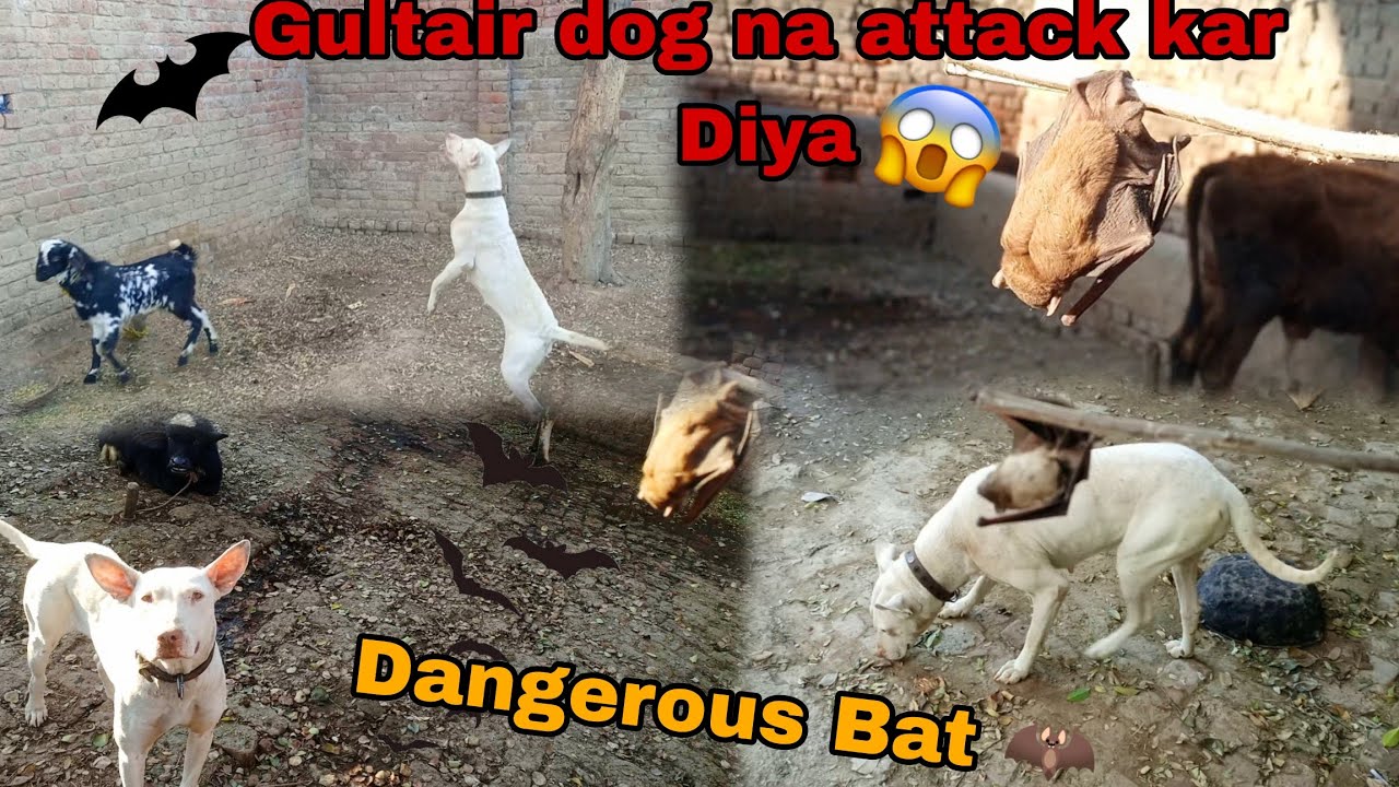 Gultair dog na attack kar Diya bat per very Dangerous Gultair dog || Haider Punjabi Shok vlog...