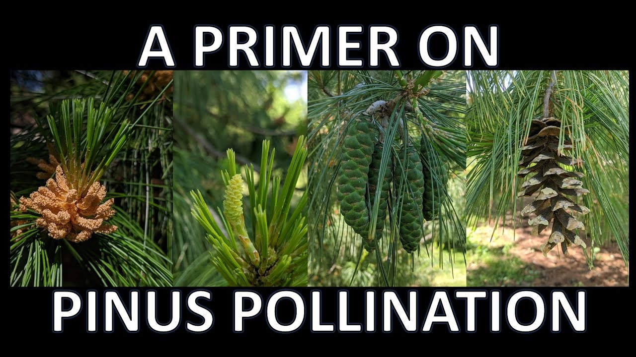 A Primer on Pinus Pollination
