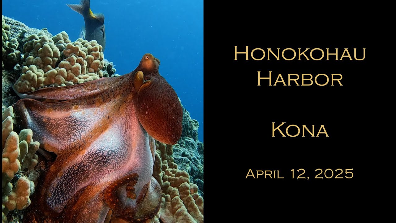 Honokohau Harbor, Kona, Hawaii April 2025