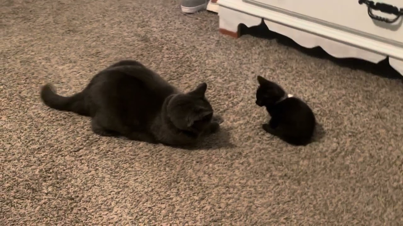 Smokey vs Trooper #kitten 
