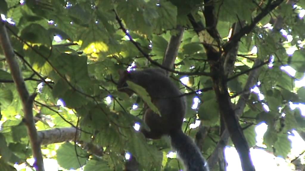 A Day in Late Summer | Song Thrush Productions