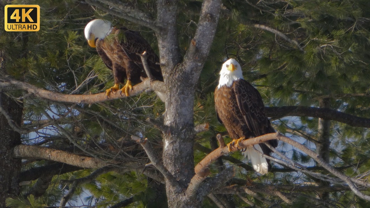 Bald Eagle Locks Eyes With Me From Hundred Yards