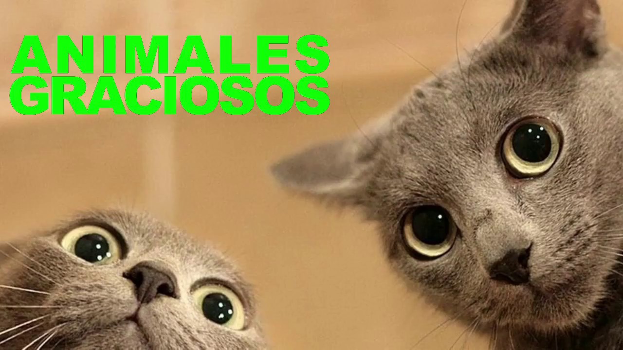 ANIMALES GRACIOSOS 2018 #4  chistosos gatos 2018 video