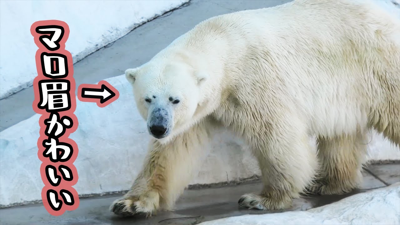 Белый медведь Икор
