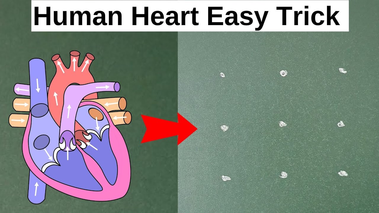How to draw heart drawing easily | Heart diagram easy to draw | Heart diagram