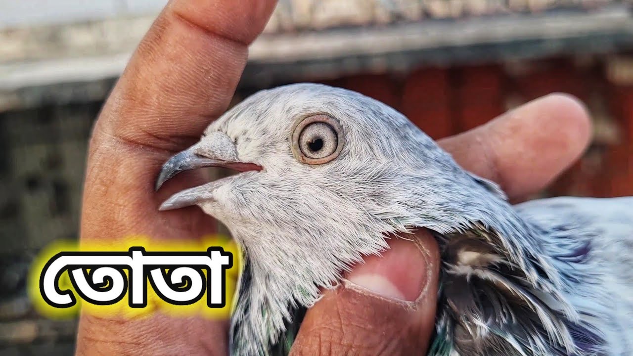 Amjad Bhai's collection of some of the best pigeon breeds from Shaheed Smriti Pigeon Loft🥰