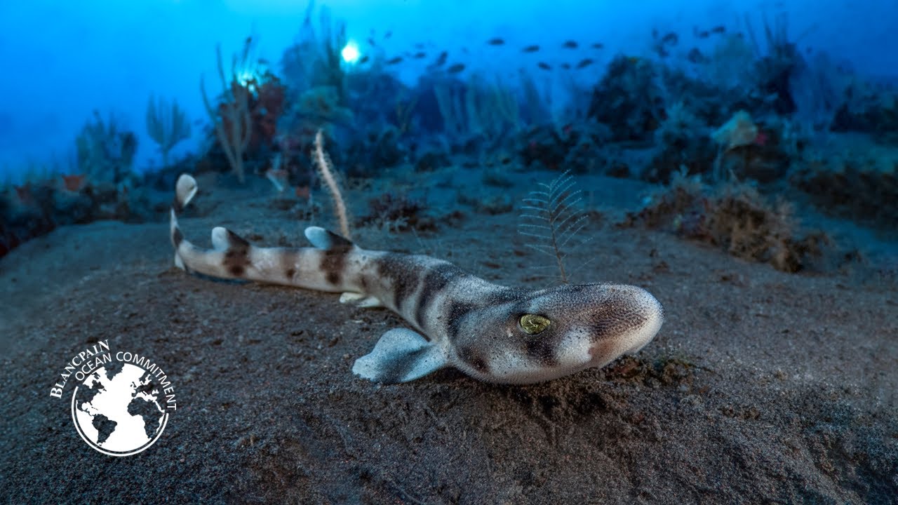 The Fire Under the Sea | Episode 2: STROMBOLI– Blancpain
