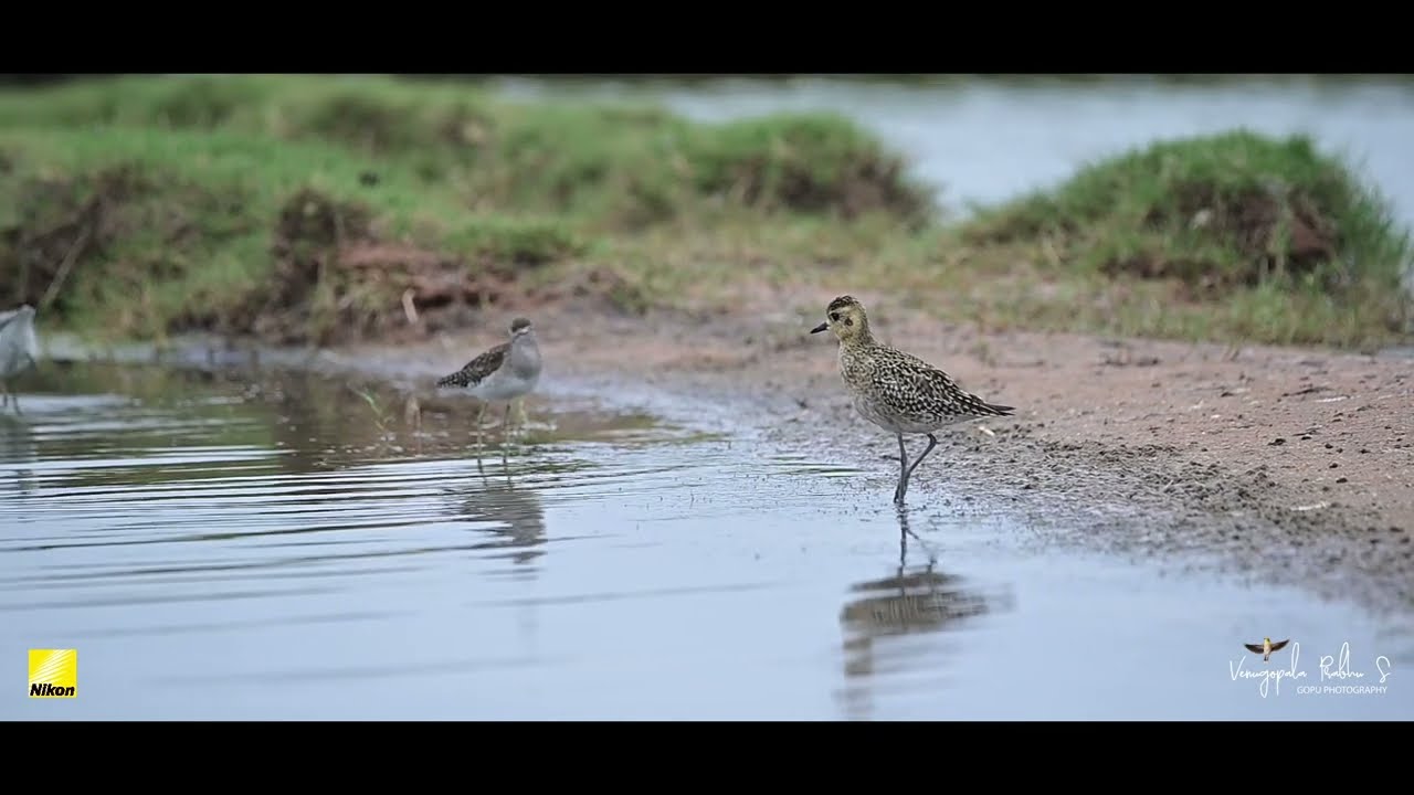 Pacific golden plover