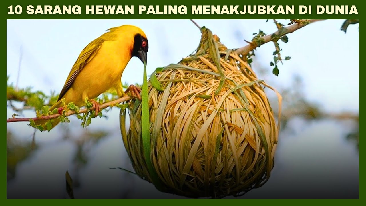 10 SARANG PALING MENAKJUBKAN DI DUNIA HEWAN
