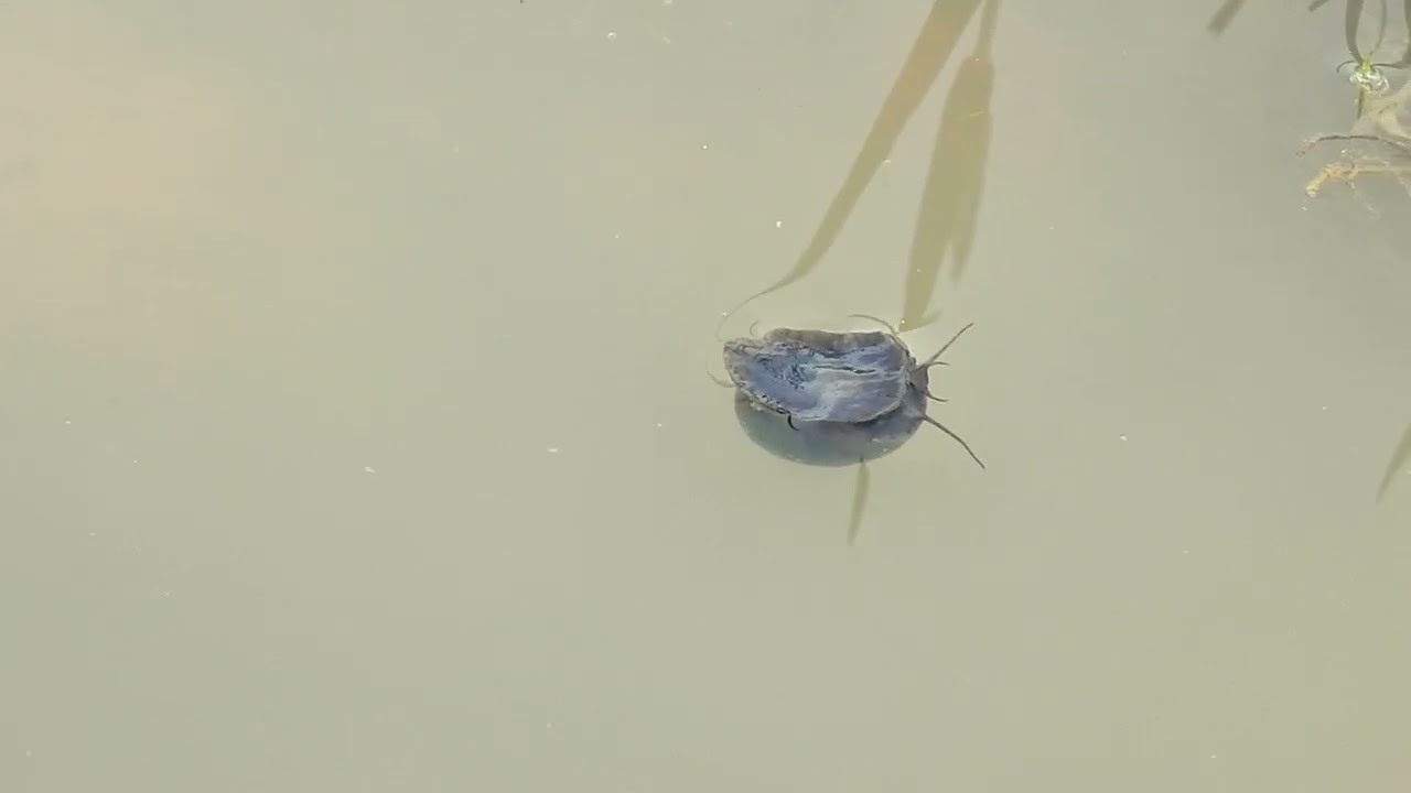Closely look wild snails daily life