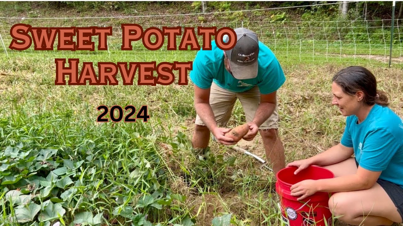 We Did It Again | Homestead Vlog | September 18, 2024