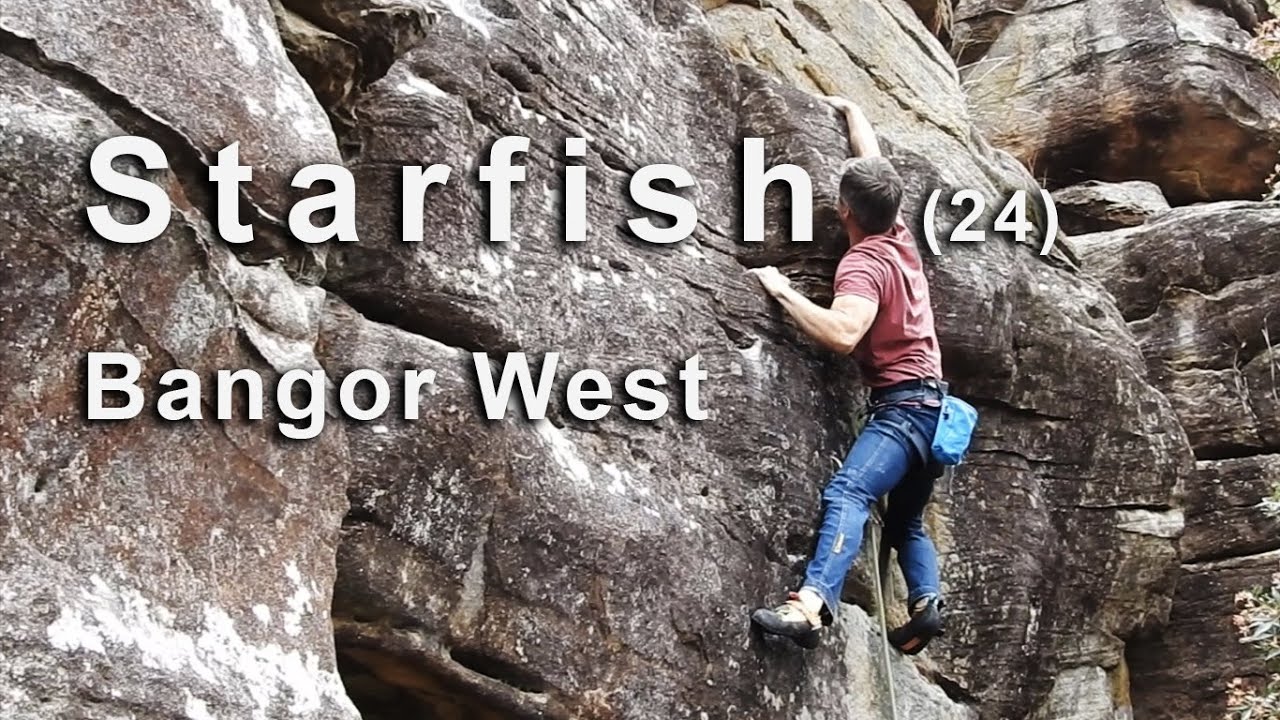 Climbing Starfish (24) - Bangor West