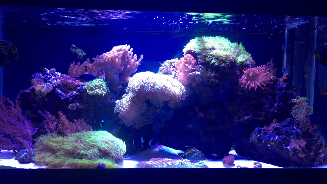 3 1/2 YEARS! 40 Gallon Mixed Reef Tank: NO SUMP, NO SKIMMER, NO PROBLEM