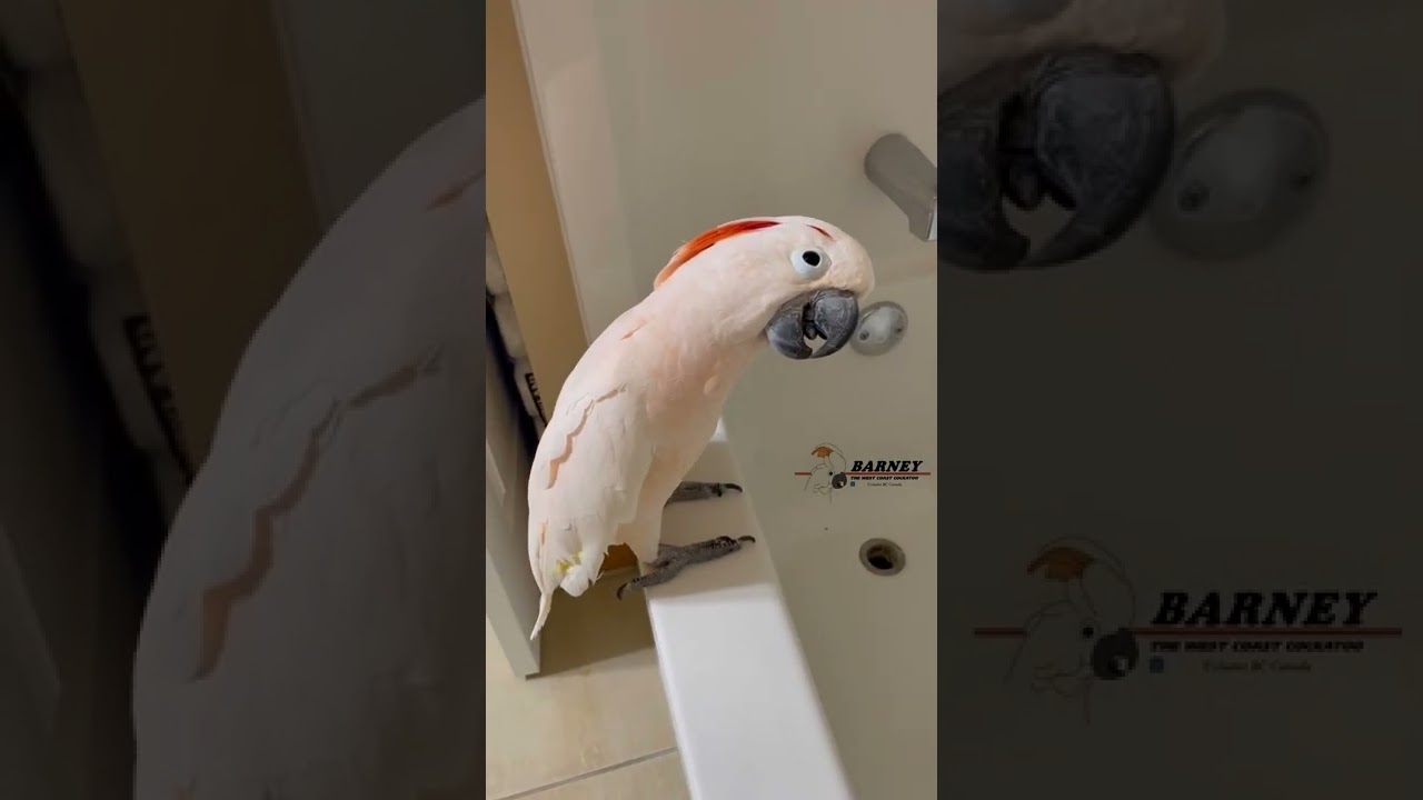 Detective Barney heard water running, had to investigate 🧡🧡🧡