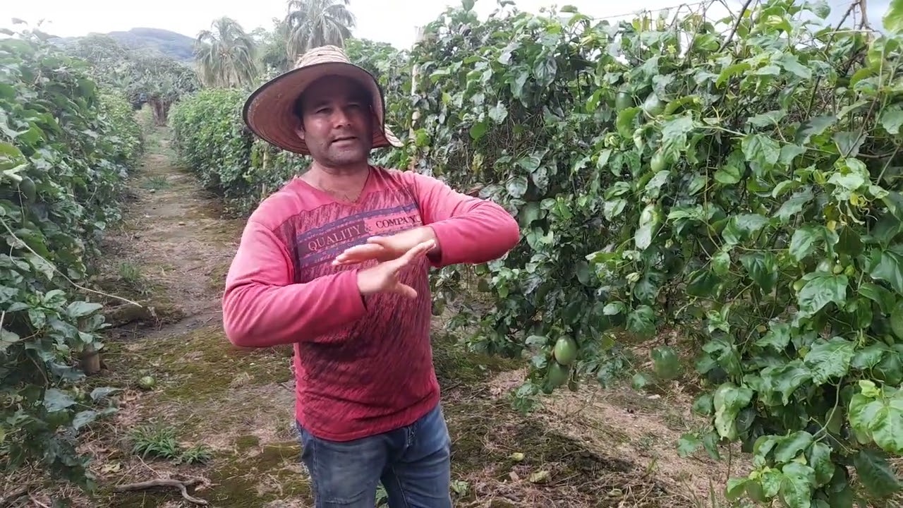 Poda del cultivo de maracuya en edad adulta. Los invito para que vean el video completo.
